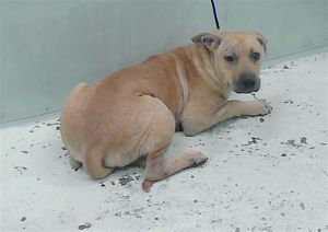 FIONA Staffordshire Bull Terrier Dog