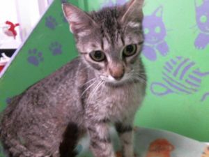 ALLIE Domestic Short Hair Cat
