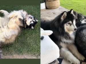 Meet Eski Eski is a handsome gentle senior with a heart full of love and a soul that radiates calm