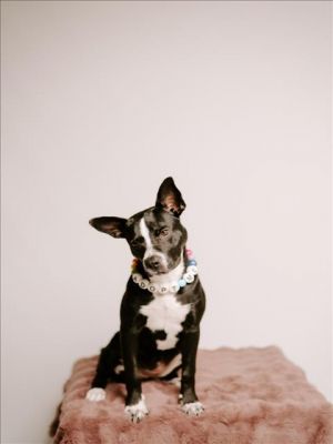  Meet Pierogi A2014320 Looking for a sweet low-key pup with great manners Pierogi is a 78-mon