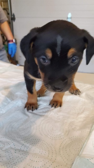 Elsa