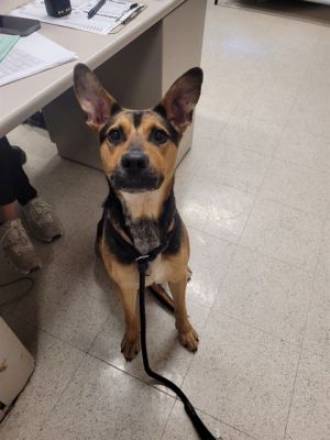 ZARA, Adult Female German Shepherd Dog
