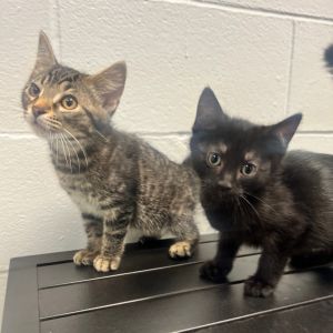 Clyde, Baby Male Domestic Short Hair