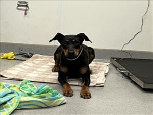 DUCHESS, Adult Female Doberman Pinscher