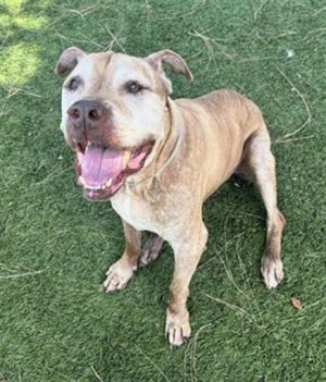 FRANCO, Senior Male Pit Bull Terrier