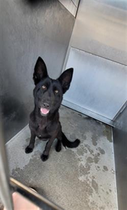 DUNKIRK German Shepherd Dog Dog