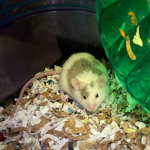 MARVIN