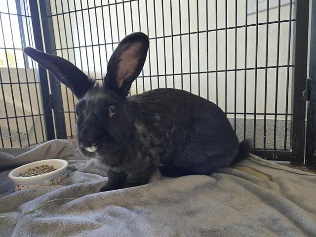 PETUNIA