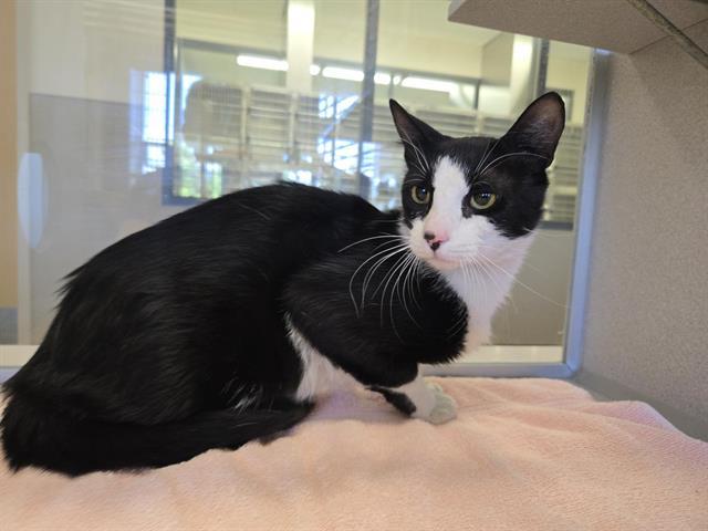TUXIE