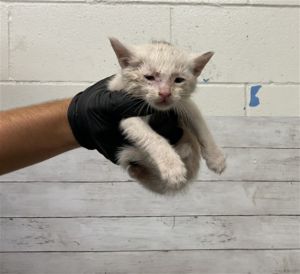 RYDER, Baby Male Domestic Short Hair