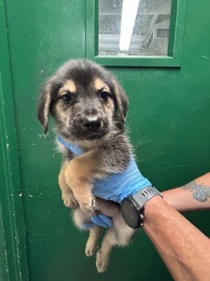 BOOMER, Baby Male Rottweiler