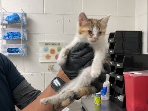 CARLA, Baby Female Domestic Short Hair
