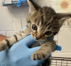 VINA, Baby Female Domestic Medium Hair
