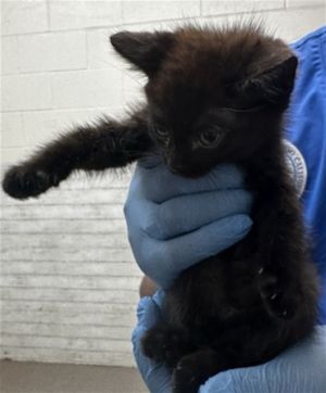 A579879, Baby Male Domestic Medium Hair