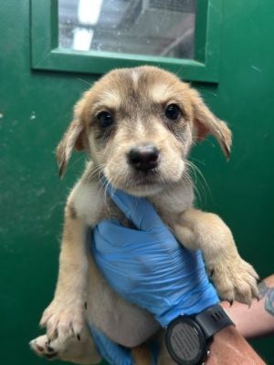 BLOSSOM, Baby Female Rottweiler