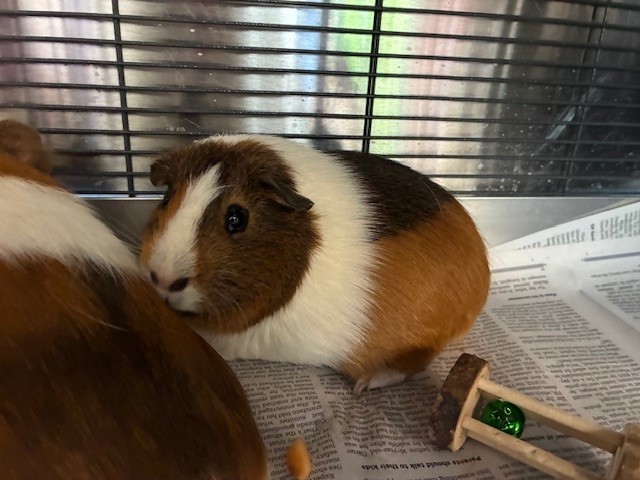 PIGGY