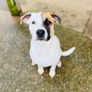 Junie, Adult Female unknown