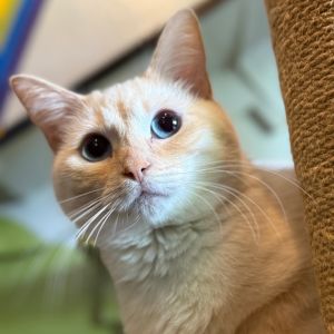 Hi there Im Jewel Yam Dont let my adorable cream puff body and cute face fool you Ive got spun