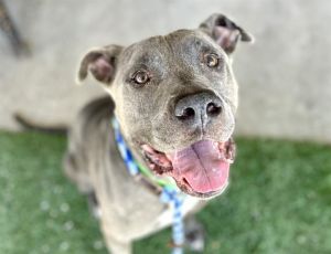 REBEL, Senior Male Pit Bull Terrier