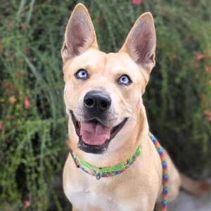 CALEB *, Adult Female Carolina Dog