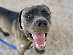 M&#39;BAKU, Adult Male Cane Corso