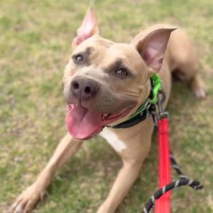 EULALIE*, Young Female Pit Bull Terrier