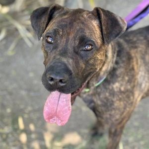 KIRA, Young Female Pit Bull Terrier