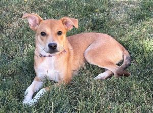 YZMA*, Young Female Labrador Retriever