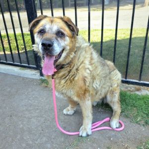 URGENT 052625 2030 Senior dog arthritis has some difficulty standing up and getting around sm