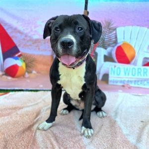 I WAS FOUND AT 100 BLK PACIFIC AVE LONG BEACH CA 90802 IN LONG BEACHMy adoption evaluation date 