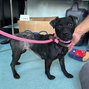 I WAS FOUND AT 800 BLK GOLDEN AVE LONG BEACH CA 90806 IN LONG BEACHMy adoption evaluation date is