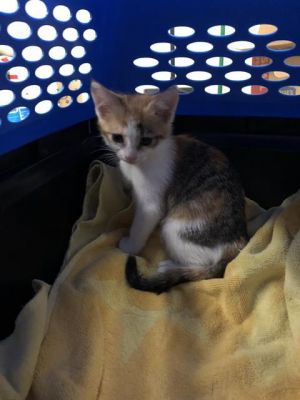 I WAS FOUND AT 1700 BLK E 15TH ST LONG BEACH CA 90813 IN LONG BEACHMy adoption evaluation date is