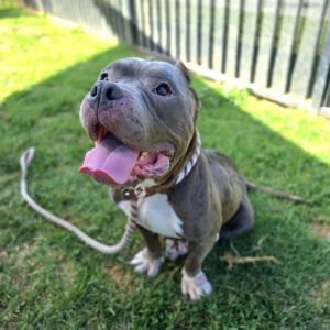I WAS FOUND AT 4900 BLK E 7TH ST LONG BEACH CA 90804 IN LONG BEACHMy adoption evaluation date is