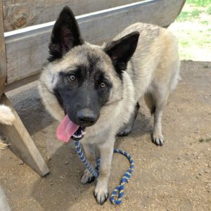 I WAS FOUND AT 2100 BLK LEMON AVE LONG BEACH CA 90806 IN LONG BEACHMy adopti