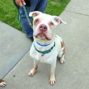 PETER Boxer Dog