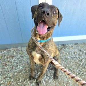 I WAS FOUND AT 3000 BLK CALIFORNIA AVE SIGNAL HILL CA 90755 IN SIGNAL HILLMy adoption evaluation 