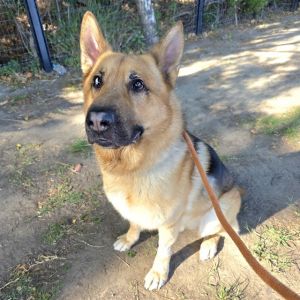 I WAS FOUND AT 605 FWY AND KATELLA LOS ALAMITOS CA 90720 IN LOS ALAMITOSMy adoption evaluation da