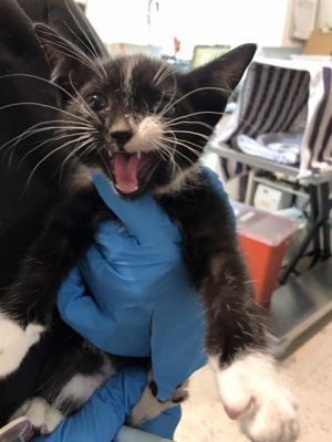 I WAS FOUND AT 19400 BLOCK DIAMOND COURT CERRITOS CA IN CERRITOSMy adoption ev
