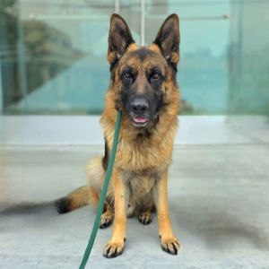 I WAS FOUND AT 400 THE PROMENADE N LONG BEACH CA 90802 IN LONG BEACHMy adoption evaluation date i