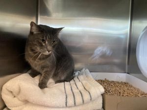 I WAS FOUND AT 700 BLK W 4TH ST LONG BEACH CA 90810 IN LONG BEACHMy adoption evaluation date is