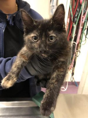 I WAS FOUND AT 100 BLK W 67TH WAY LONG BEACH CA 90805 IN LONG BEACHMy adoption evaluation date is