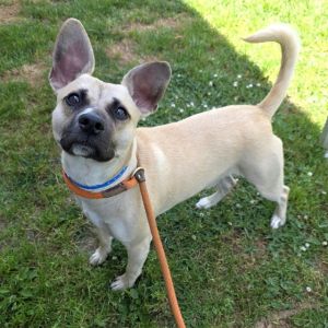 I WAS FOUND AT 5200 BLOCK ORANGE AVE LONG BEACH CA IN LONG BEACHMy adoption ev