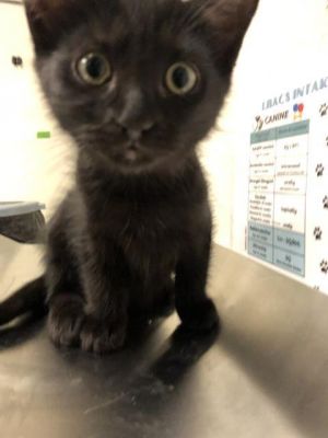 I WAS FOUND AT 100 BLK W 67TH WAY LONG BEACH CA 90805 IN LONG BEACHMy adoptio
