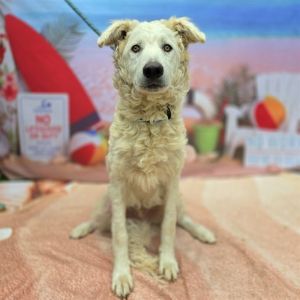I WAS FOUND AT 2100 BLK LEMON AVE LONG BEACH CA 90806 IN LONG BEACHMy adopti
