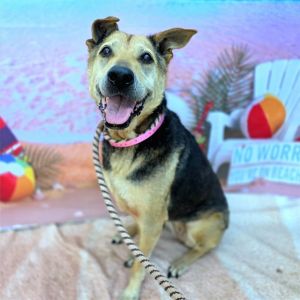 I WAS FOUND AT 100 BLK W LOUISE ST IN LONG BEACHMy adoption evaluation date is 