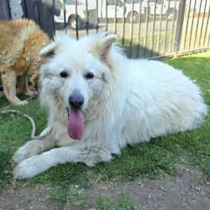 URGENT 052425 Morbidly obese difficulties walking in kennel and standing uprightURGENT 052425
