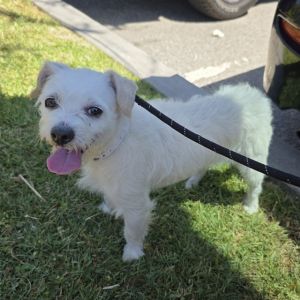 I WAS FOUND AT 200 BLK ARTESIA AVE LONG BEACH CA 90805 IN LONG BEACHMy adoption evaluation date i