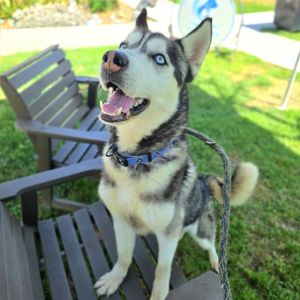 I WAS FOUND AT 100 BLK PACIFIC AVE LONG BEACH CA IN LONG BEACHMy adoption evaluation date is 052