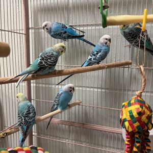 JARROD, Young Male Parakeet (Other)