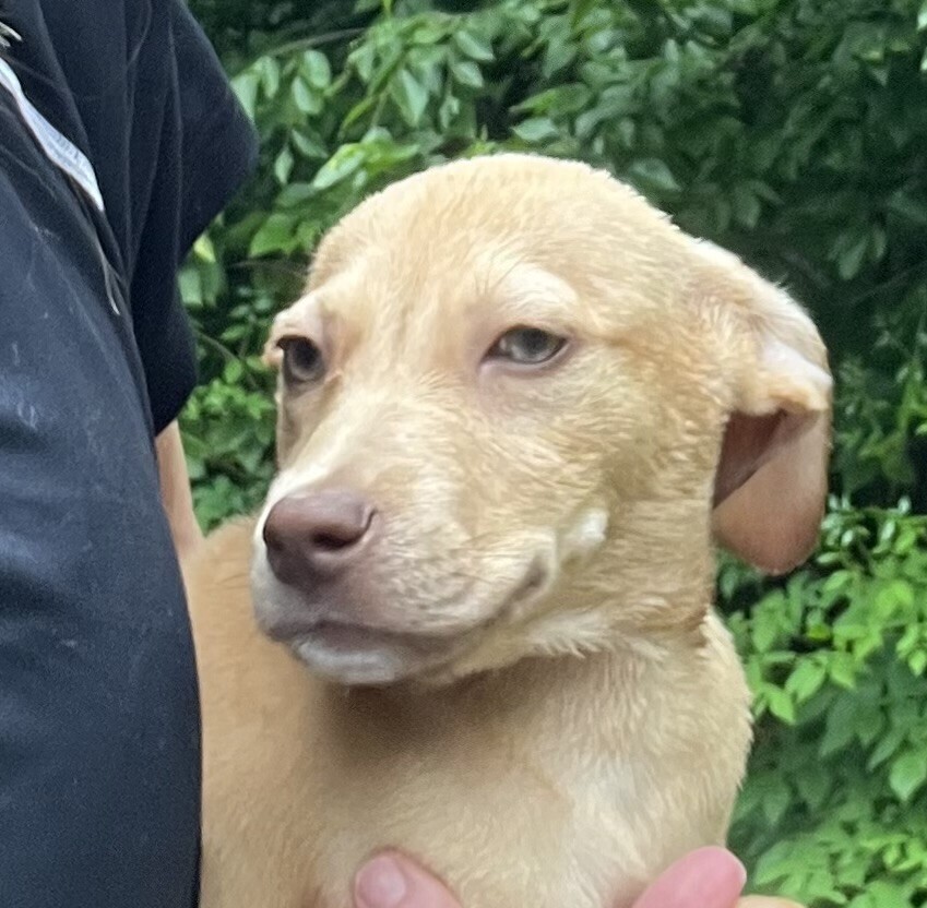Pup Cassiopeia